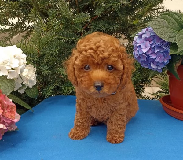 Due cuccioli di Barboncina toy 