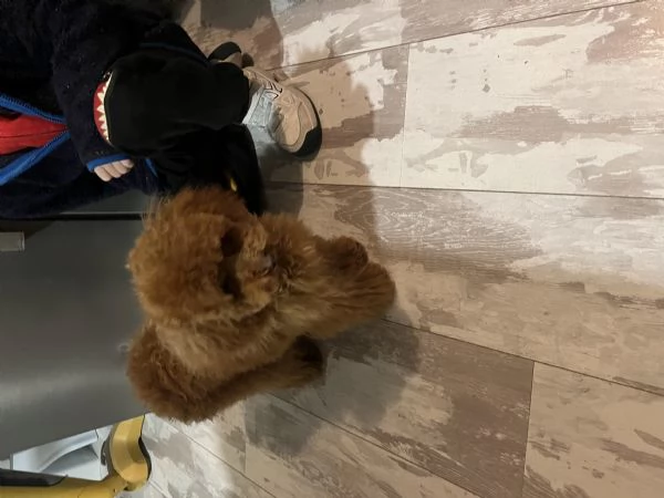 Barboncino toy | Foto 3