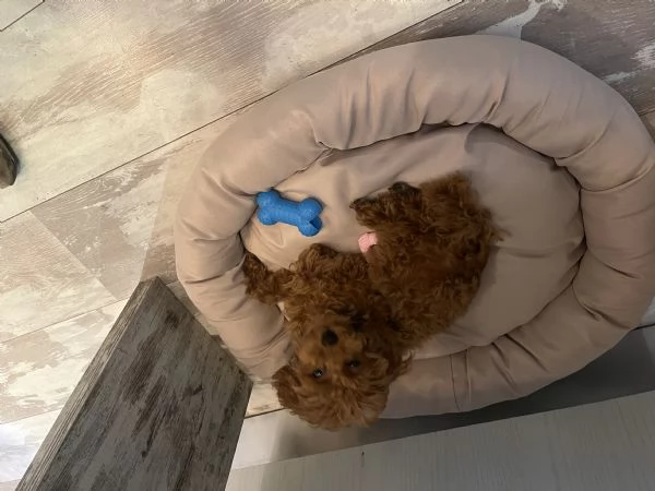 Barboncino toy | Foto 2