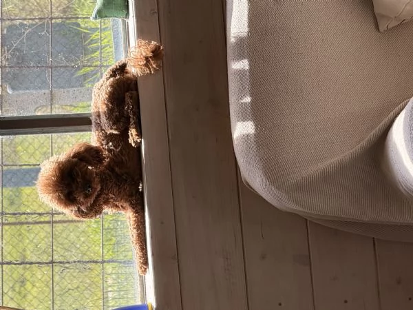 Barboncino toy | Foto 1