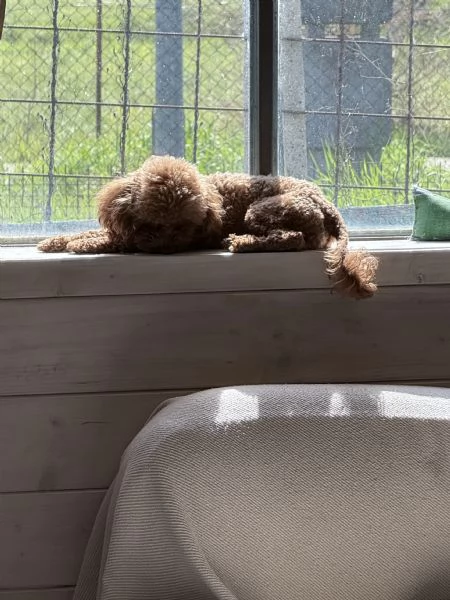 Barboncino toy | Foto 0