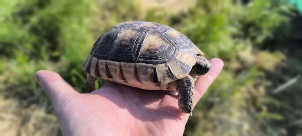 Testudo marginata 