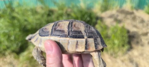 Testudo marginata  | Foto 1