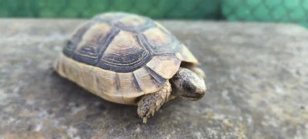 Testudo marginata  | Foto 0