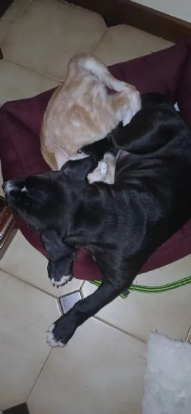 Cane in adozione regalo | Foto 5