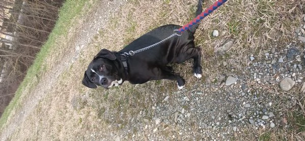 Cane in adozione regalo