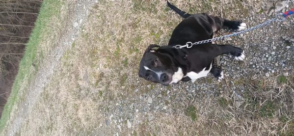 Cane in adozione regalo | Foto 3