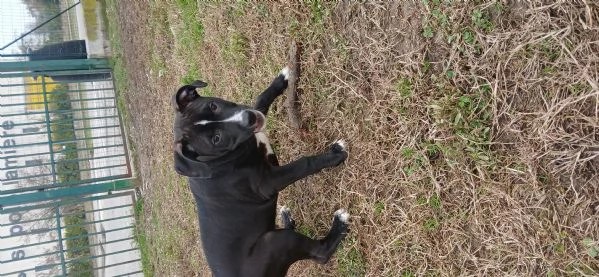 Cane in adozione regalo | Foto 2