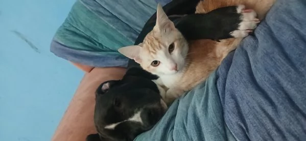 Cane in adozione regalo