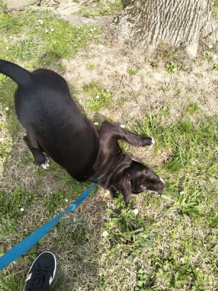 Cane in adozione regalo | Foto 0