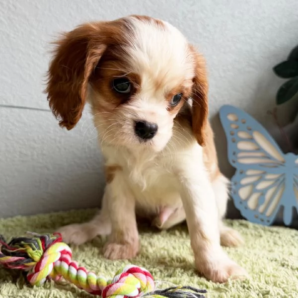Cuccioli di Cavalier King Charles Spaniel  | Foto 0