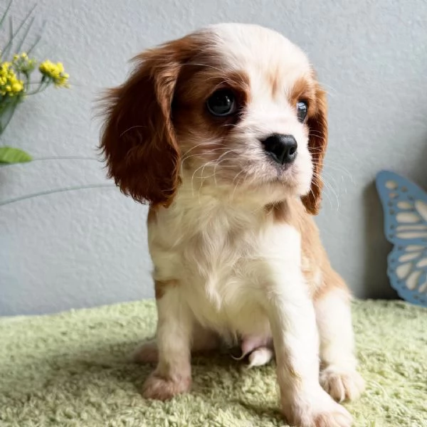 Cuccioli di Cavalier King Charles Spaniel 