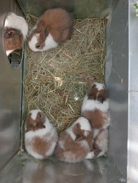 Vendo cuccioli di conigli 