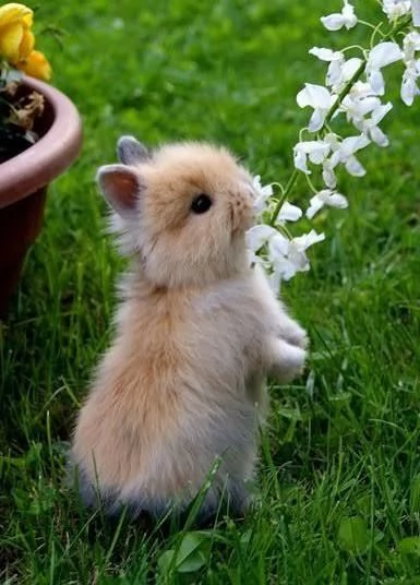 Vendo cuccioli di conigli  | Foto 0