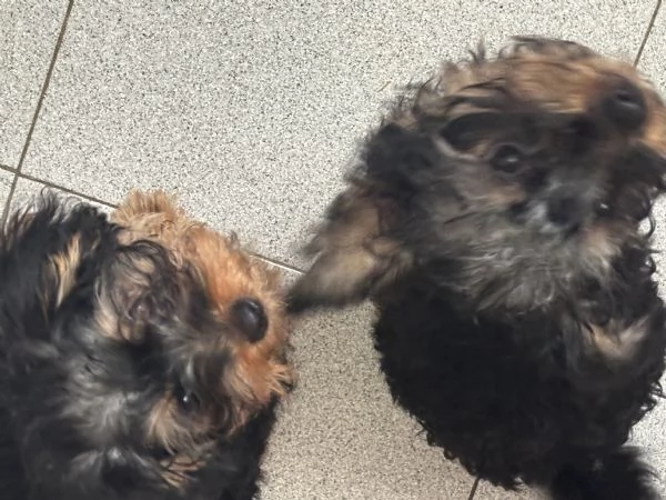 Aurora Migliore Marcella