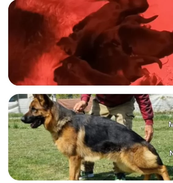 Vendita cuccioli pastore tedesco