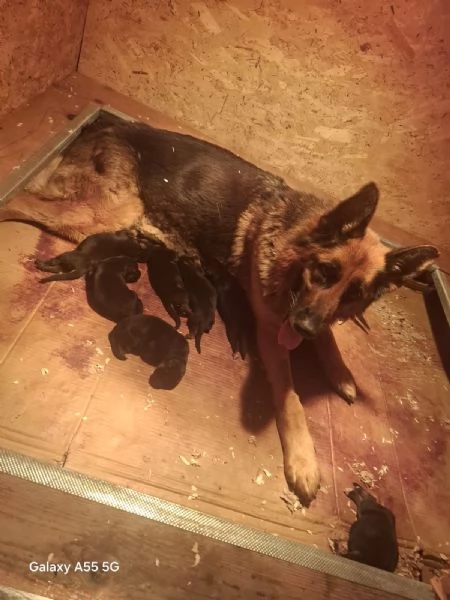 Vendita cuccioli pastore tedesco | Foto 0