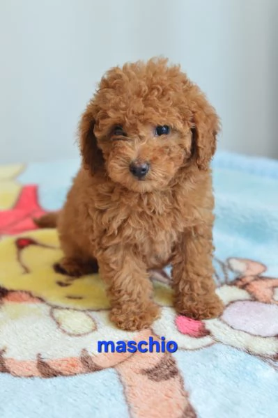 Barboncino nano e toy