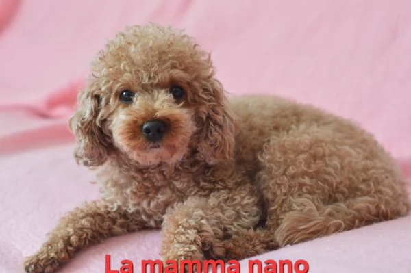 Barboncino nano e toy | Foto 3