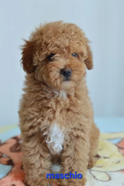 Barboncino nano e toy | Foto 2