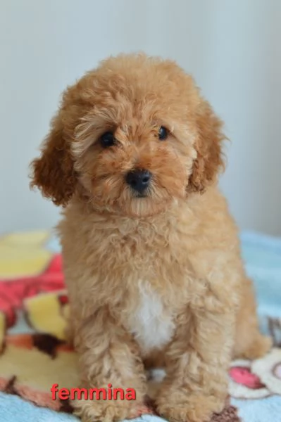 Barboncino nano e toy | Foto 1