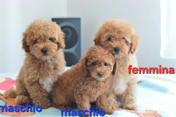 Barboncino nano e toy | Foto 0