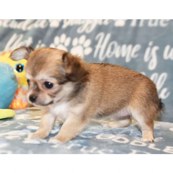 Regalo cuccioli di chihuahua Mini toy   cuccioli di chihuahua mini toy  ancora disponibili un masch