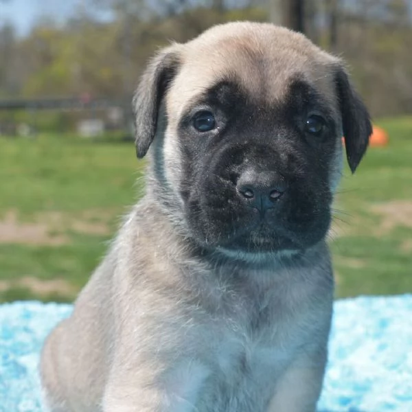 cuccioli di BullMastiff femminucce e maschietti disponibili    i cuccioli sono vaccinati sverminati