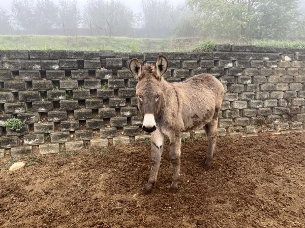 Vendo 4 asini maschi