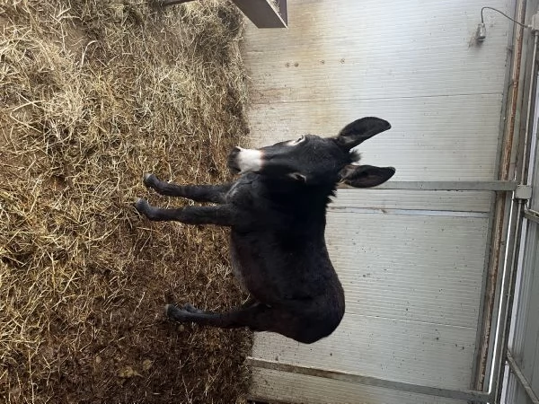 Vendo 4 asini maschi | Foto 3