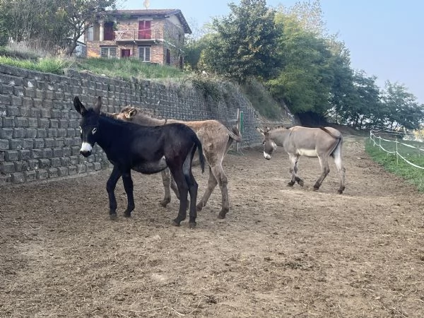Vendo 4 asini maschi | Foto 2