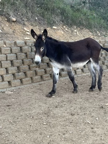 Vendo 4 asini maschi | Foto 1