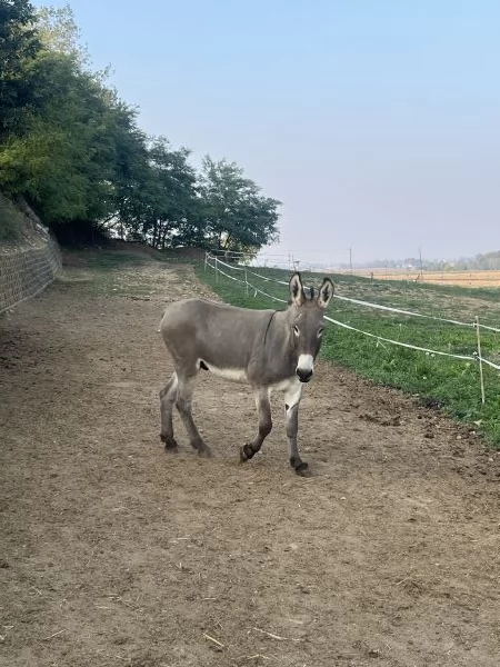 Vendo 4 asini maschi | Foto 0