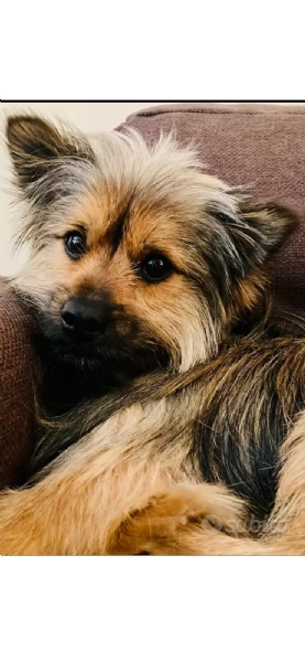 Elvis cucciolo di cane meticcio | Foto 1