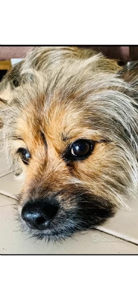 Elvis cucciolo di cane meticcio | Foto 0