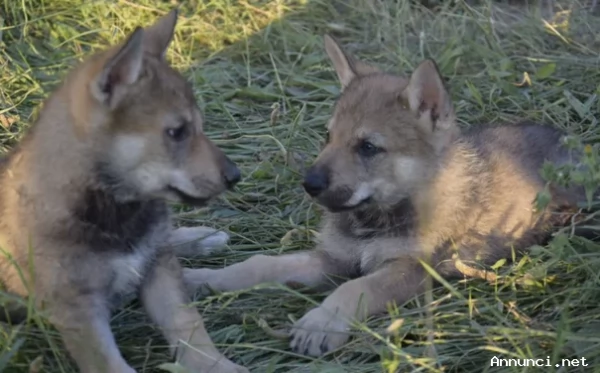 Bellissimi cuccioli di cane lupo cecoslovacco