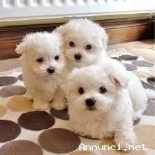 DISPONIBILI CUCCIOLI DI MALTESE TOY