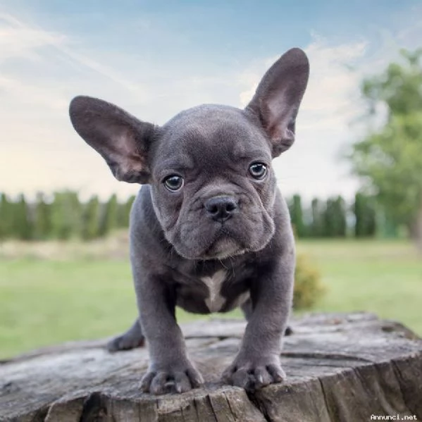 Cuccioli di bulldog francese puri