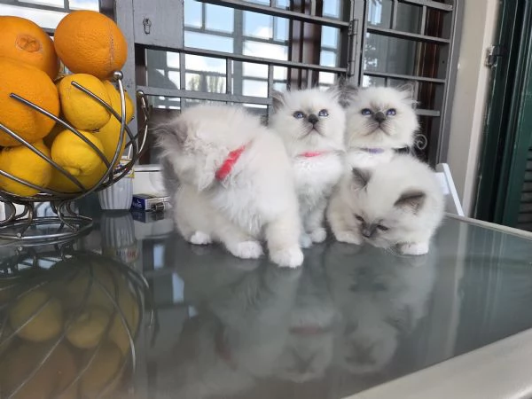 Sacro di Birmania  | Foto 1