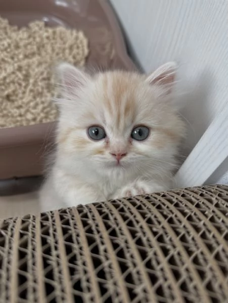 Adorabile gattino Munchkin in vendita in Italia 