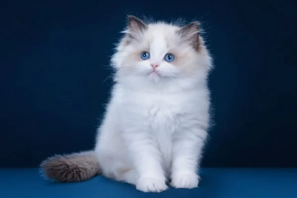 Heartstrings  Urgent Title Gattini Dolcissimi Cercano Casa per Sempre 