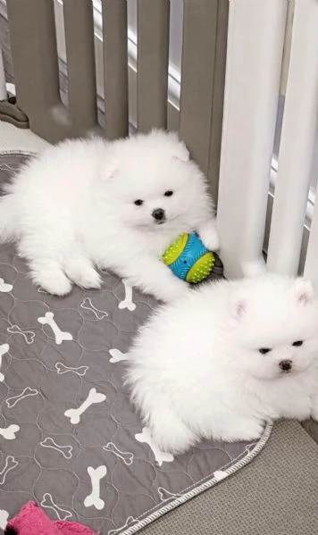 CUCCIOLI VOLPINO DI POMERANIA  C