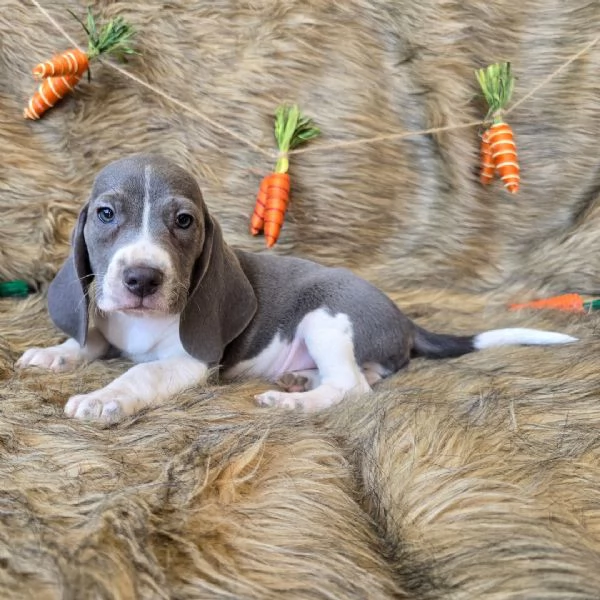 Regalo Beagle MERAVIGLIOSI   cuccioli di Beagle ottima genealogia gia vaccinati sverminati e micro
