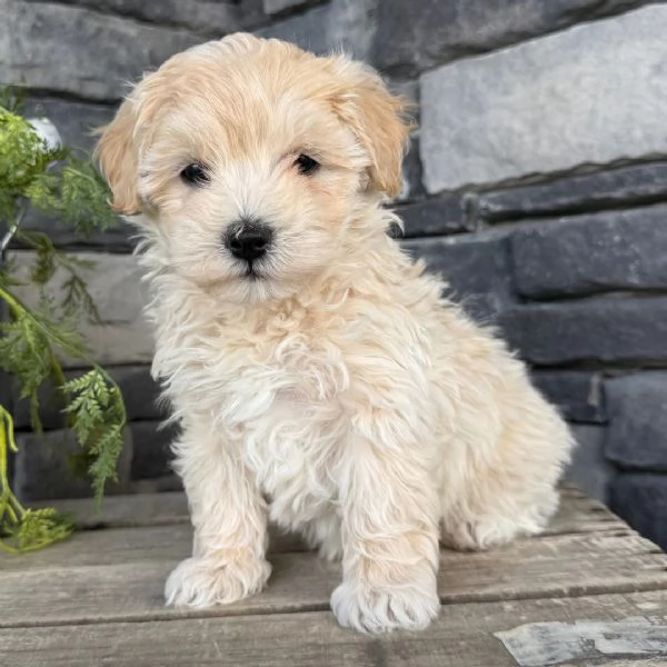  Regalo ALLEVAMENTO MALTESI TAGLIA MINI TOY   Ho bellissimi cuccioli maltese pronti per loro nuove c
