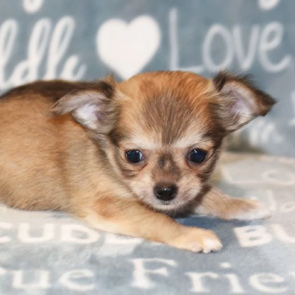  Regalo CHIHUAHUA MERAVIGLIOSI   cuccioli di chihuahua ottima genealogia gia vaccinati sverminati