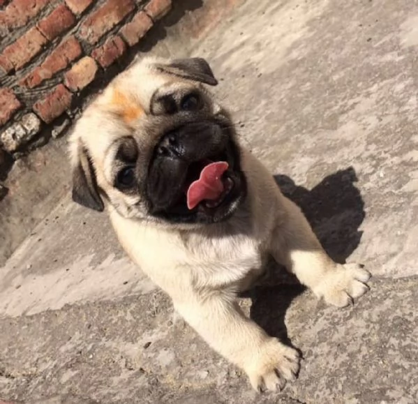 Regalo Cuccioli di Carlino   Abbiamo disponibili cuccioli di Carlino maschi e femmine I cuccioli so