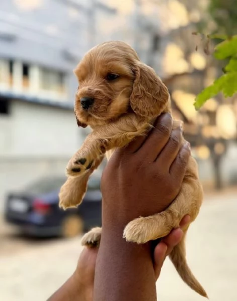 REGALO Cuccioli Coker Spaniel   i cuccioli vengono consegnati con svezzamento  primo vaccino libr