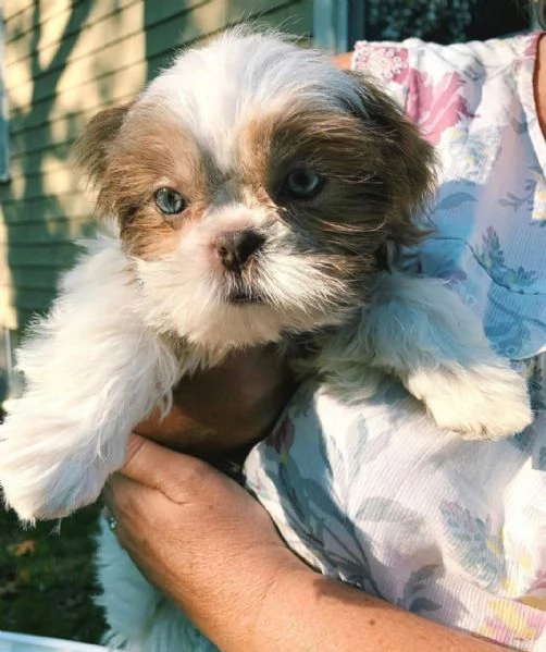 Regalo cuccioli di shitzu   meraviglioso il musetto degli shih tzu maschio e femmina tutti completam