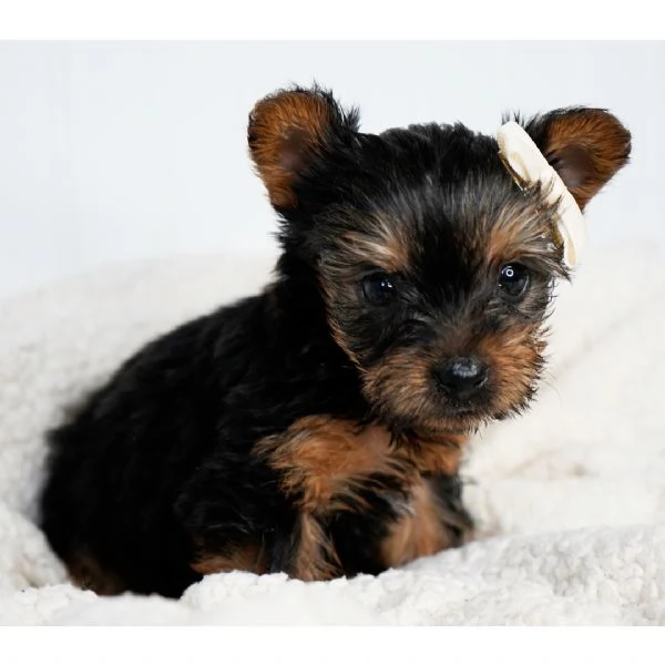Regalo Abbiamo avere amorevole Yorkie cuccioli per lAdozione   Abbiamo avere Yorkie amorevole per l