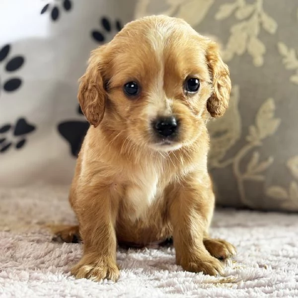 Regalo GOLDEN RETRIVER CUCCIOLI DISPONIBILE PER LADOZIONE   Adorabili cuccioli di Golden Retriver f